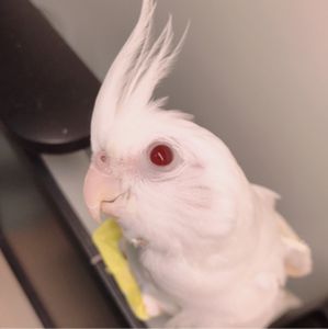 POPO-Avatar