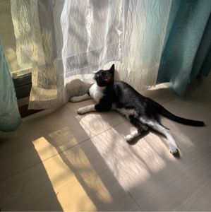POPO-Avatar