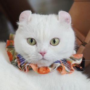 POPO-Avatar