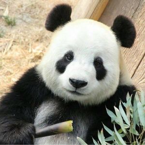 POPO-Avatar