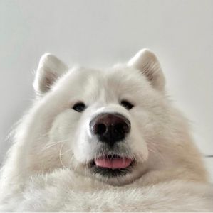 POPO-Avatar