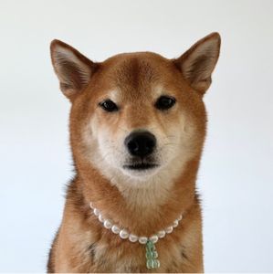 POPO-Avatar