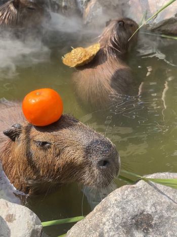 宜蘭｜張美阿嬤農場🦙