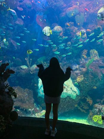 芝加哥｜景點｜水族館 Shedd Aquarium🐟