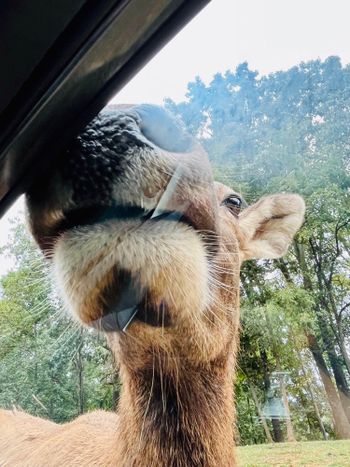 美東波筆｜Virginia Safari Park