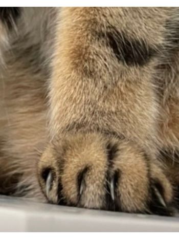 paws