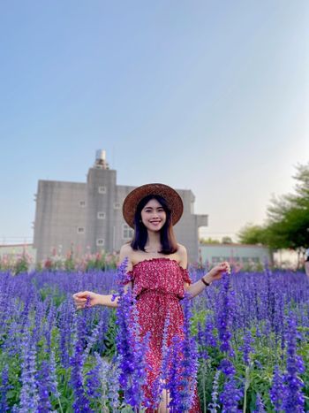 台南花海｜鼠尾草｜蜀葵花季在學甲🌼