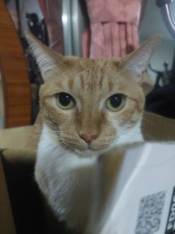 我是寶妹
