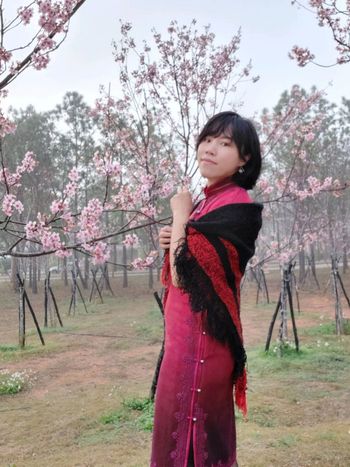 金門櫻花季。霧中賞櫻