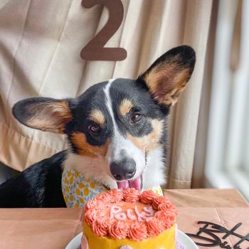 2歲生日來臨｜寵物雞胸肉蛋糕🧁｜狗狗也要🈶️儀式感