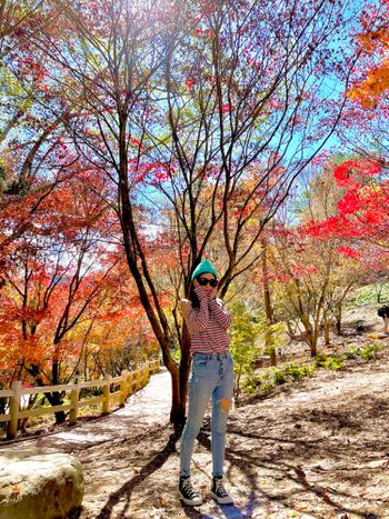 Travel | 楓葉季🍁全台最高賞楓秘境㊙️