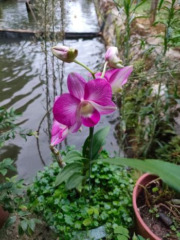 花與花的約會