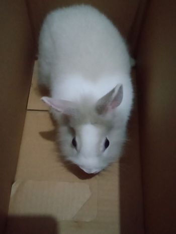 兔寶貝