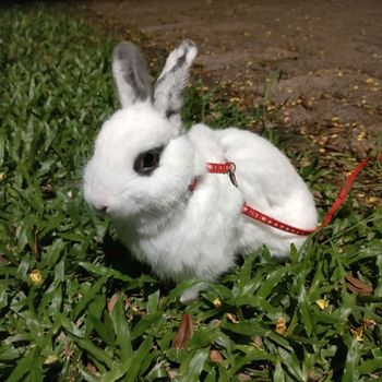 溜豆花🐇
