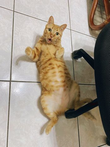 😽