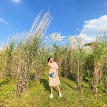 ｜台中旅遊｜中央公園｜芒草芒草🌾