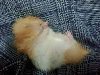 睡著的小胖子鼠:D