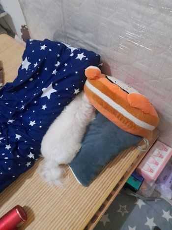 藏頭不臧尾 冰糖