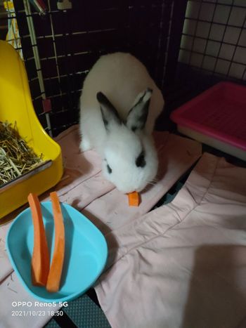 #豆花吃🥕之趴在布丁的窩前幹啥🐇