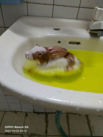 布丁泡澡之躲桌子底下睡著了🐇
