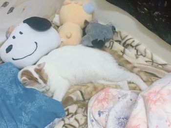 白蘭地的成貓日記 #2020年 一歲