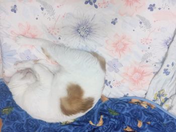 白蘭地的成貓日記 #2020年 一歲