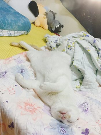 白蘭地的成貓日記 #2020年 一歲