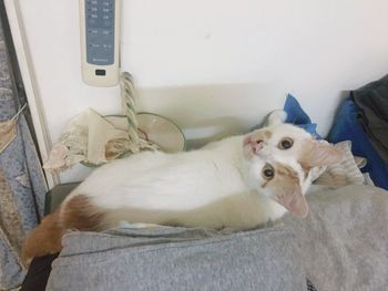 白蘭地的成貓日記 #2020年 一歲