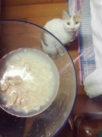 白蘭地的成貓日記 #2020年 等吃🙊