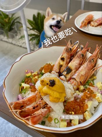 台南美食｜金禾 海膽比目魚天使紅蝦丼 寵物友善餐廳