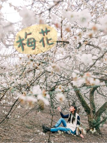 花海去哪裡｜走進電視劇～梅花·紫藤花