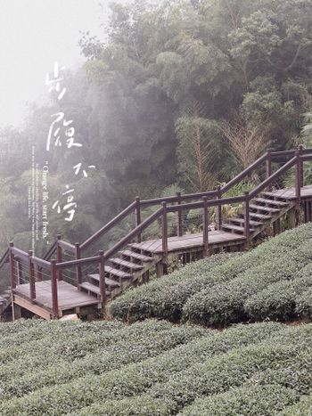 ﹝嘉義景點｜雲霧上の茶園步道﹞