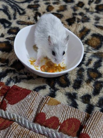 吃飽吃滿
