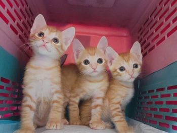 下一波準備送養的貓咪們