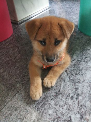 柴犬畫眼線