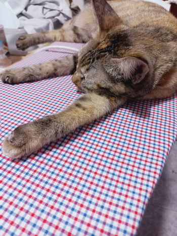 虎斑的日常⌫