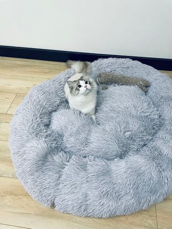 超大无敌猫床