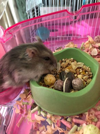 可愛寵物來襲-🐭🐭🐭
