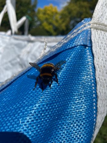 𝘼𝙐 𝙇𝙞𝙛𝙚｜卡通才會出現的肥肥蜜蜂-熊蜂🐝