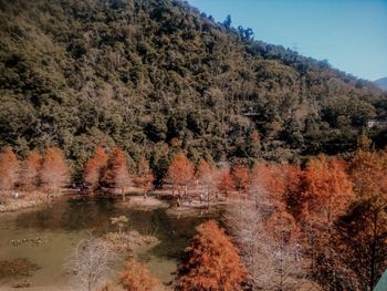 苗栗落羽松-超美的雲水渡假村☺️ #頂尖達人站出來