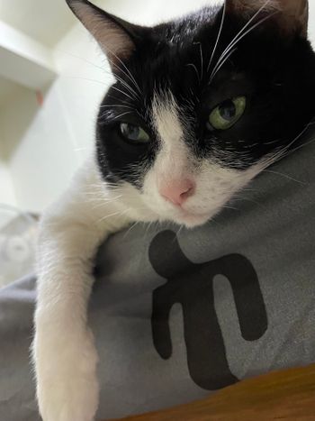 天氣冷了就是睡 🐱🥱😴