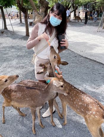 屏東也有餵鹿的景點🦌#頂尖達人站出來
