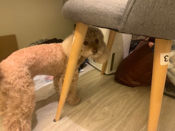 陰謀狗狗