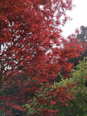 《4月意外的紅》楓。