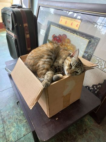 紙箱貓貓