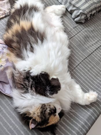 又變夏天pose了