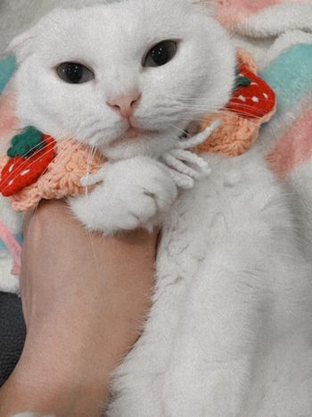 小草莓🍓