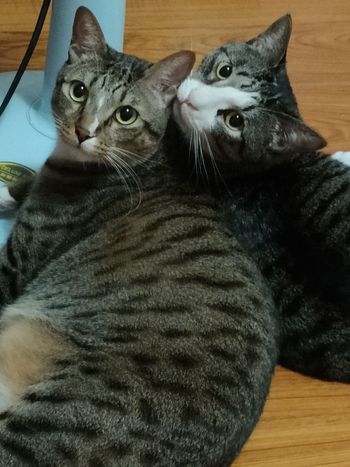 😻😻😻😻