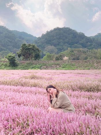 新竹景點|花海祕境|仙草花叢