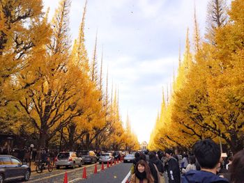 日本東京熱門打卡景點｜明治神宮外苑銀杏林